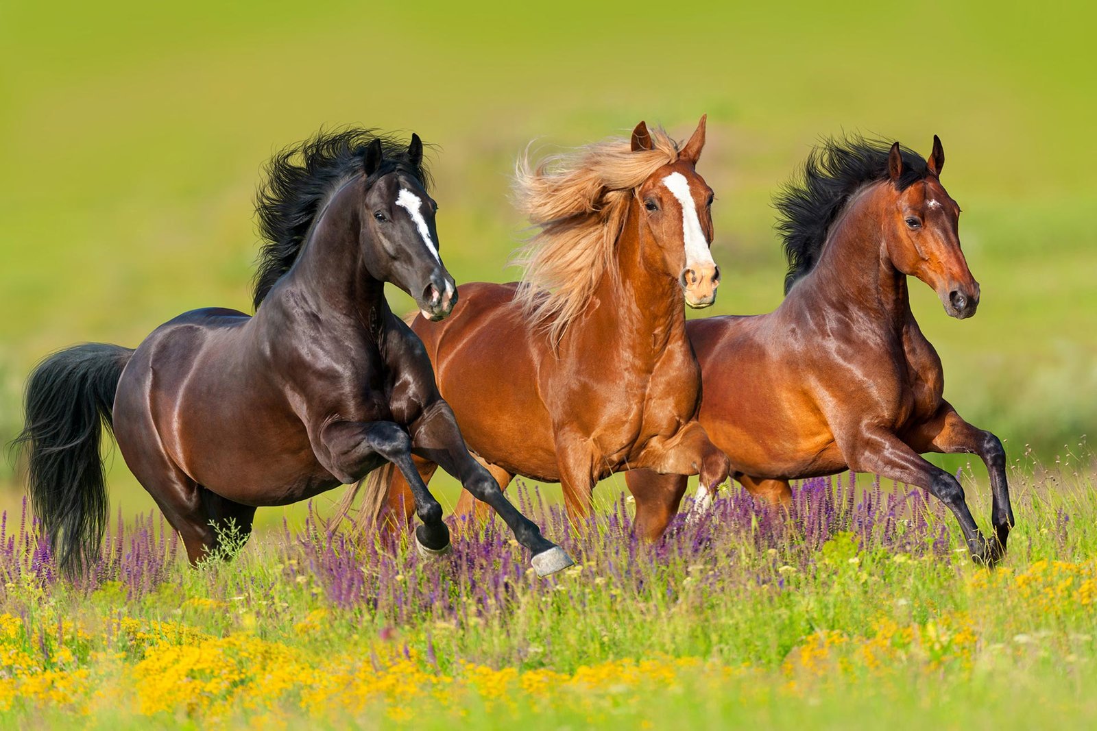 Horse Grooming Tools